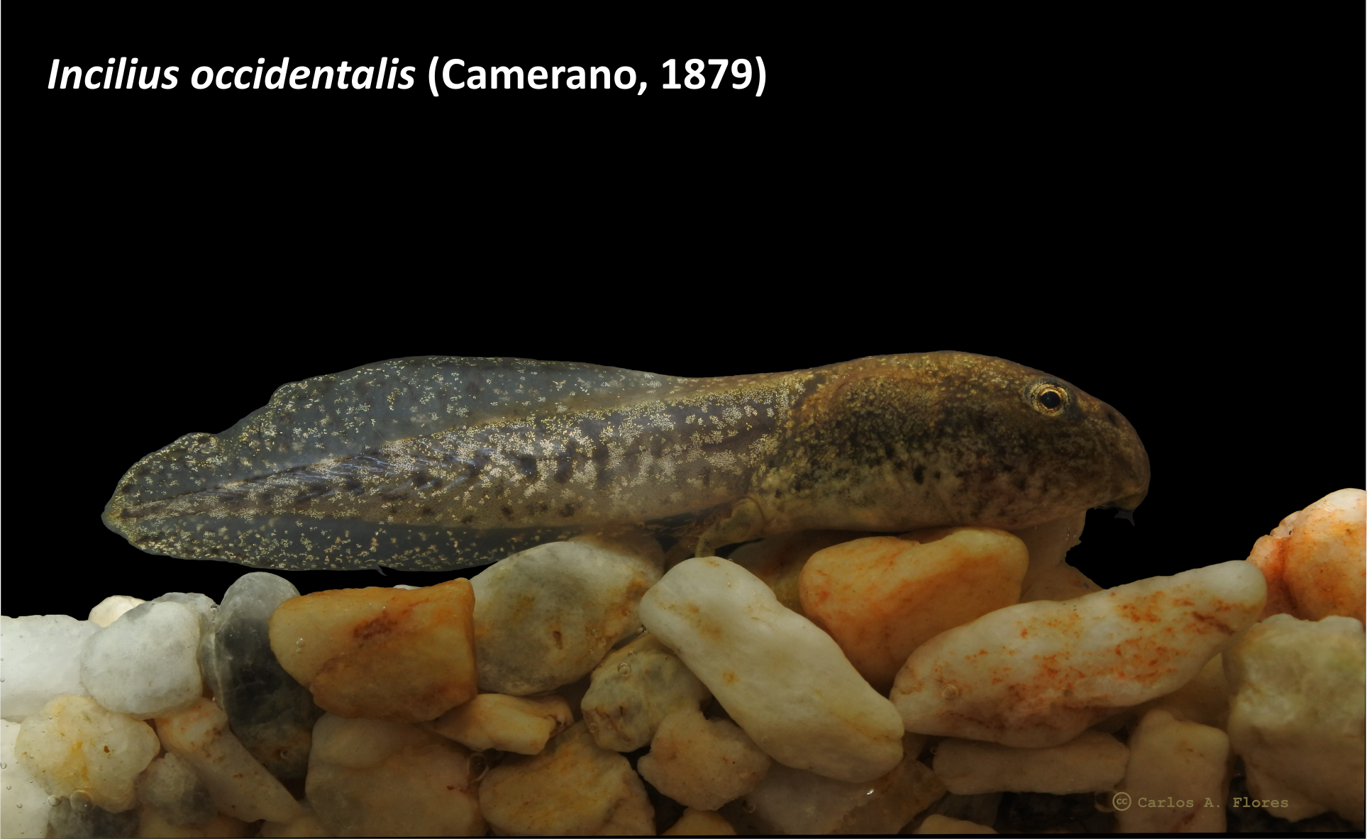 El Sapo de Los Pinos (Incilius occidentalis)